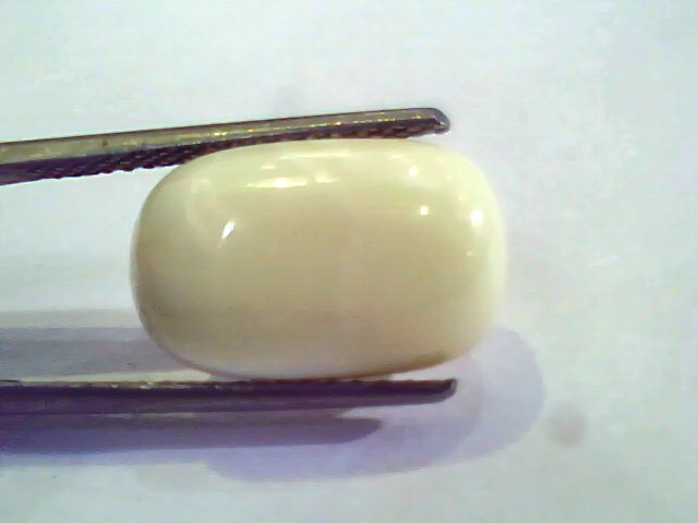 Natural White Coral Safed Moonga Gemstone for venus+mars